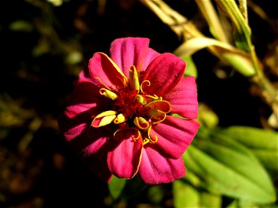 I am the originator of this photo. I hold the copyright. I release it to the public domain. This photo depicts a flower.