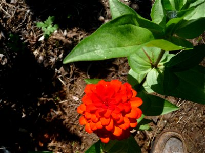 Zinnia