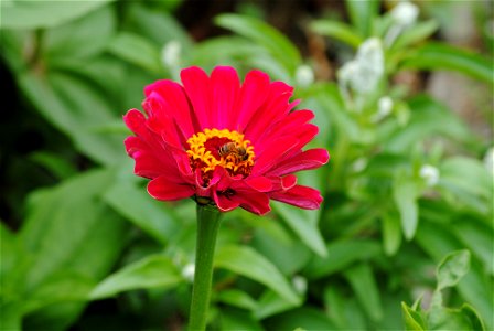 A Zinnia sp.