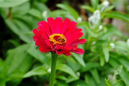 A Zinnia sp. photo