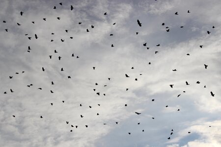 Bird animal black
