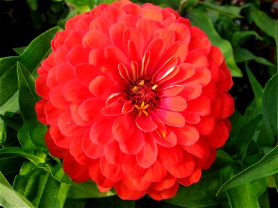 This zinnia is from a flower bed on the Kungsportavenyn in Gothenberg, Sweden.