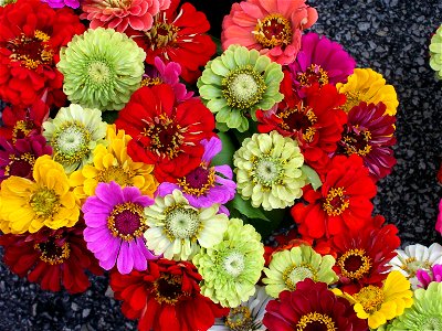 A bunch of zinnias of varying colors.