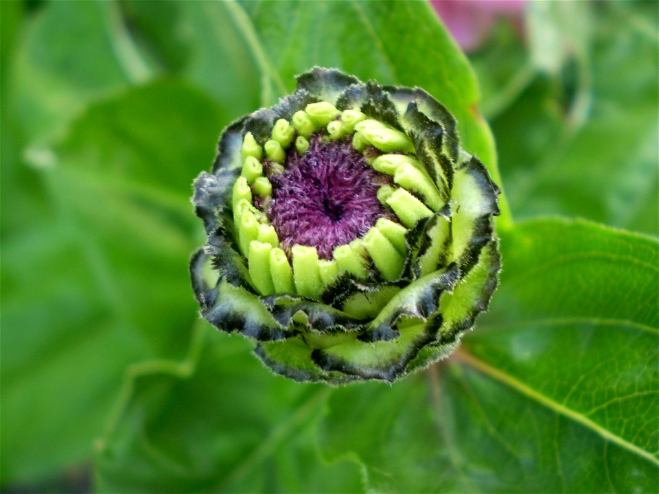 zinnia elegans / zinnia