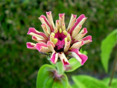 Zinnia elegans