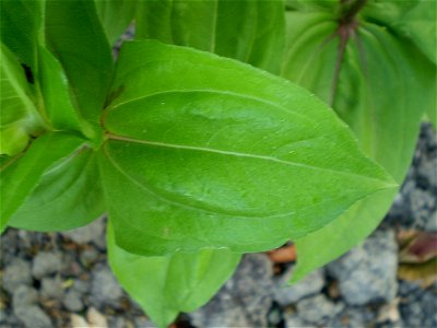 Zinnia elegans photo