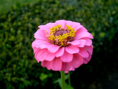 Zinnia elegans