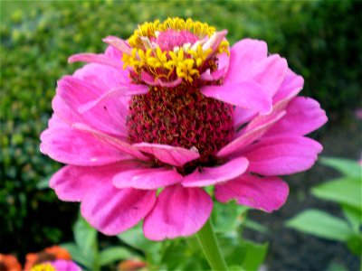 Zinnia elegans