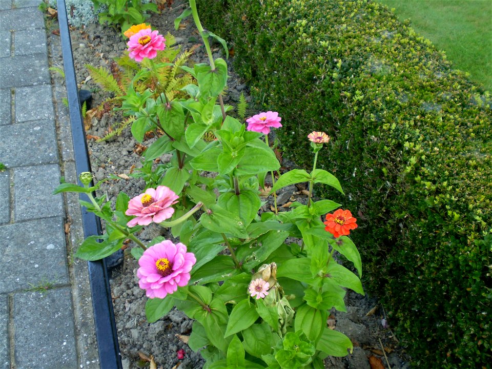 Zinnia/zinnia elegans