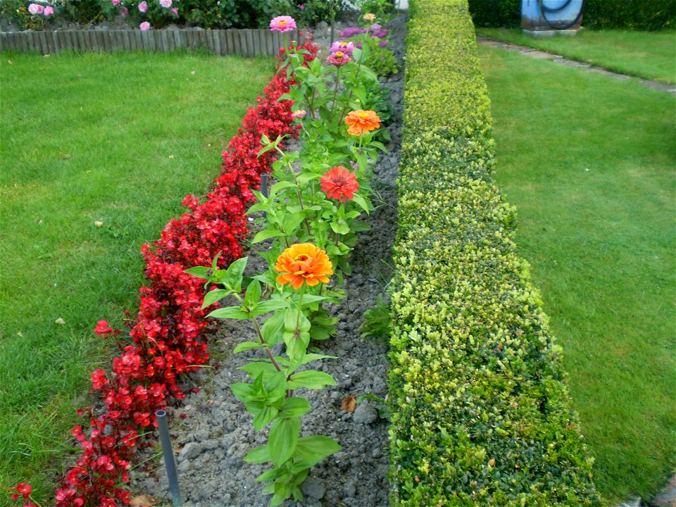 Zinnia/zinnia elegans