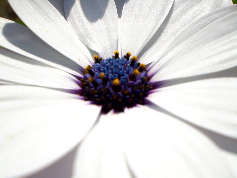 Zinnia elegans voor Lien Wilbrink