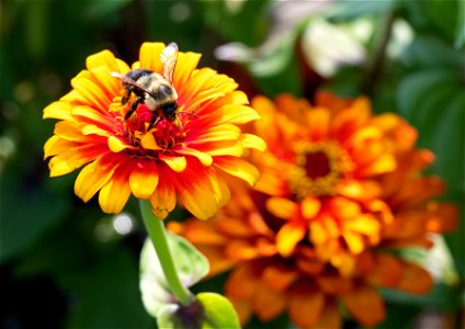 Zinnia elegans Jacq. Zowie Yellow Flame, Jardin botanique Roger-Van den Hende, is a 6-hectare botanical garden managed by Laval University in Quebec, Canada.