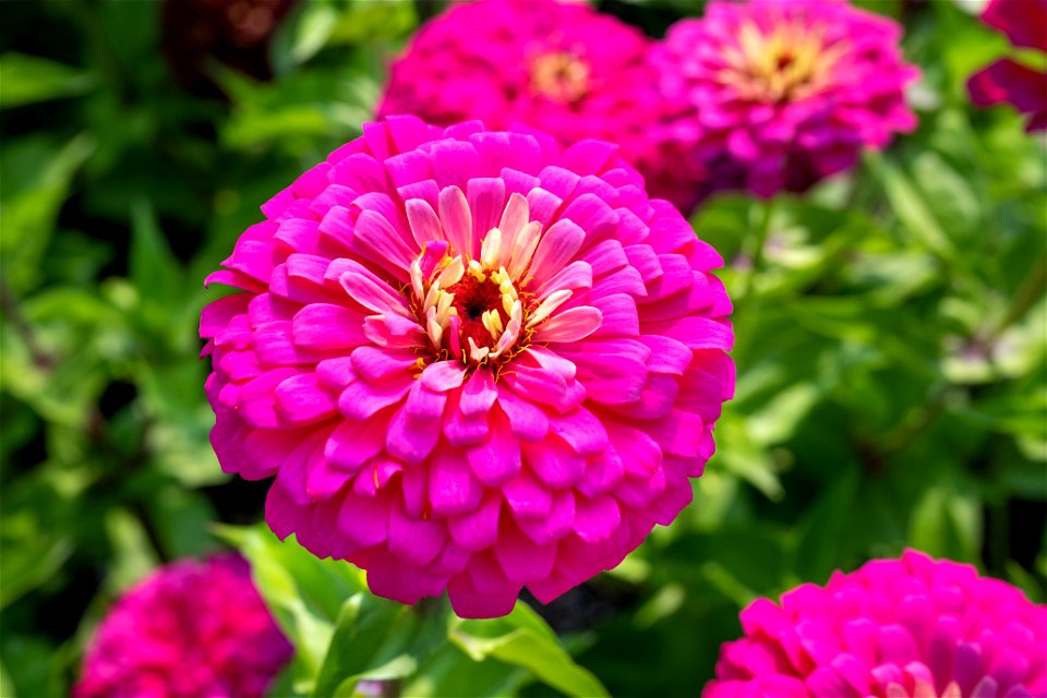 Zinnia elegans J, Uproar Rose, Jardin botanique Roger-Van den Hende, is a 6-hectare botanical garden managed by Laval University in Quebec, Canada.