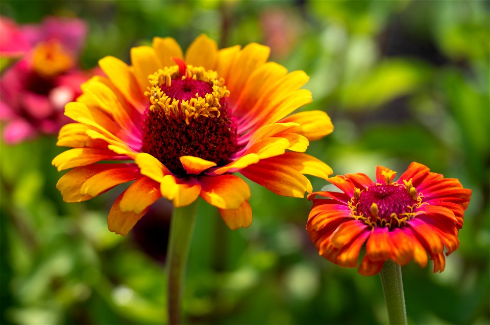 Zinnia x elegans L. Whirligig en Melange, Zinnia Elegant, plante annuelle. Jardin botanique Roger-Van den Hende, is a 6-hectare botanical garden managed by Laval University in Quebec, Canada.