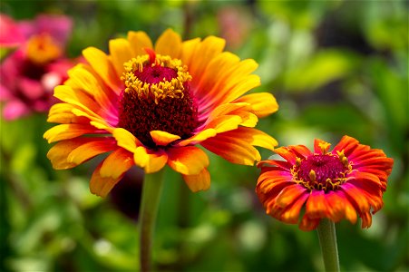 Zinnia x elegans L. Whirligig en Melange, Zinnia Elegant, plante annuelle. Jardin botanique Roger-Van den Hende, is a 6-hectare botanical garden managed by Laval University in Quebec, Canada.
