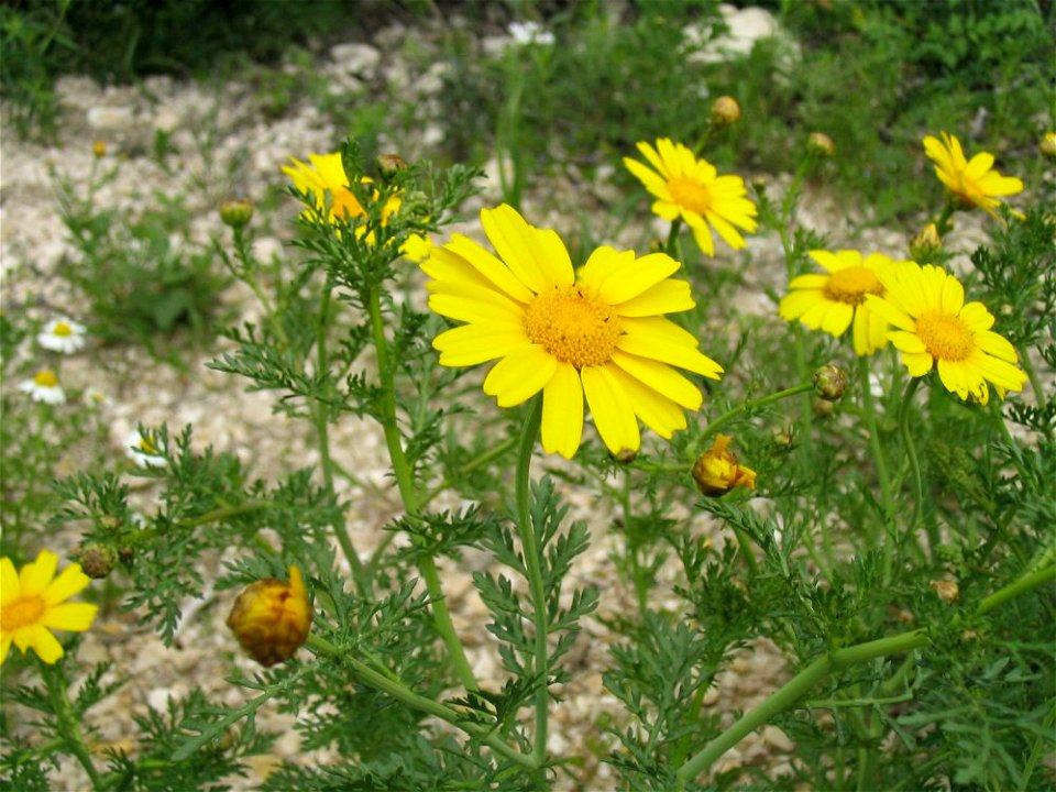 Chrysanthemum coronarium-3