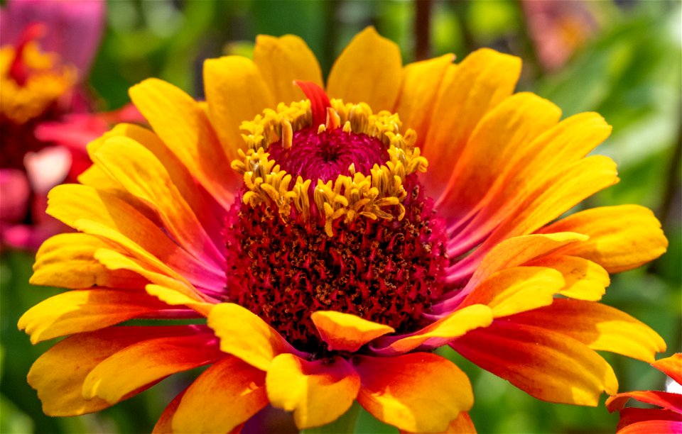 Zinnia x elegans L. Whirligig en Melange, Zinnia Elegant, plante annuelle. Jardin botanique Roger-Van den Hende, is a 6-hectare botanical garden managed by Laval University in Quebec, Canada.