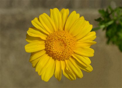 Garland chrysanthemum photo