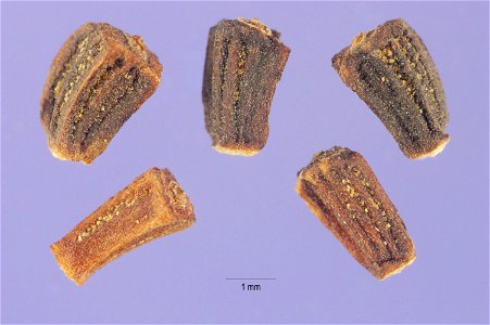 Glebionis coronaria