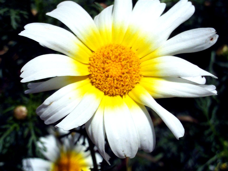 Glebionis coronaria inflorescence close up, Campo de Calatrava, Spain