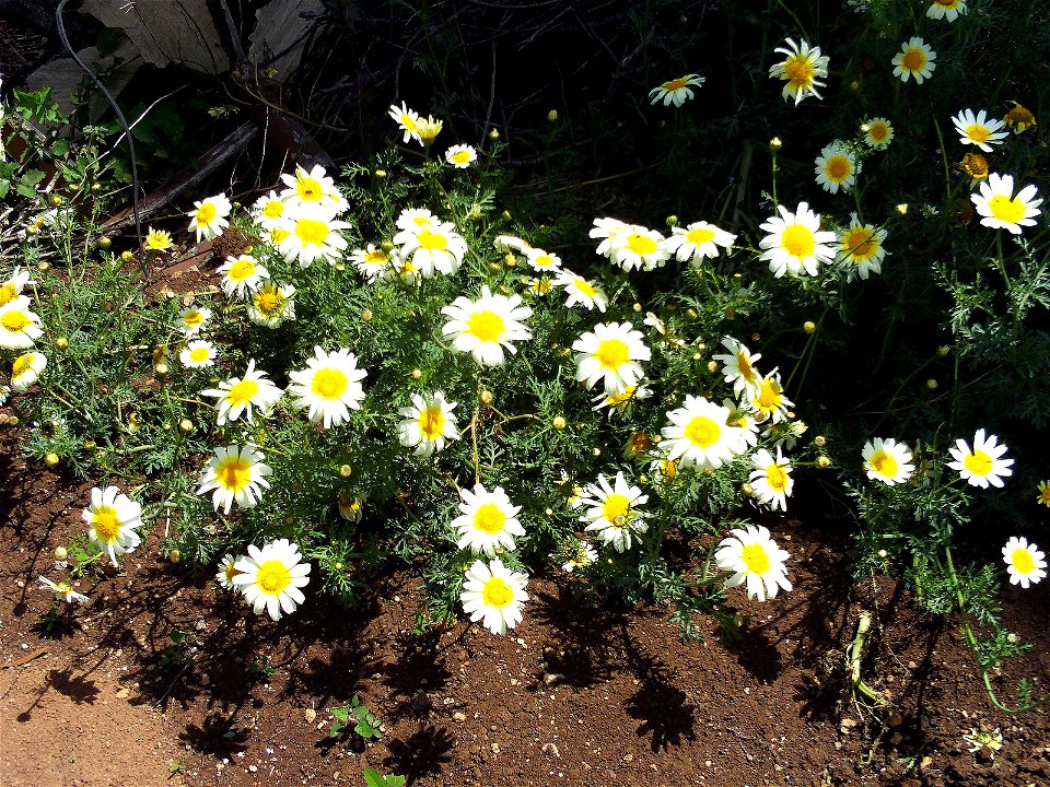 Glebionis coronaria habitus, Campo de Calatrava, Spain