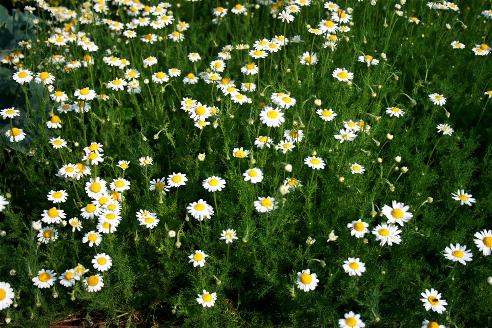 Anthemis nobilis, Chamaemelum nobile from Botanical Garden of Charles University in Prague, Czech Republic