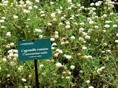 Chamomile in the physic garden of the Hôtel-Dieu in Tournus (Saône-et-Loire, France). Identified by its botanic label. photo