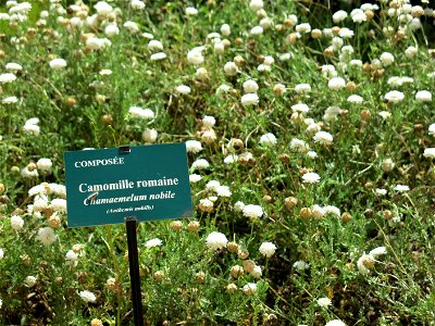 Chamomile in the physic garden of the Hôtel-Dieu in Tournus (Saône-et-Loire, France). Identified by its botanic label.