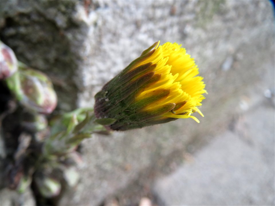 Huflattich (Tussilago farfara) in Saarbrücken
