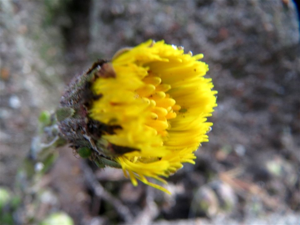 Huflattich (Tussilago farfara) in Saarbrücken