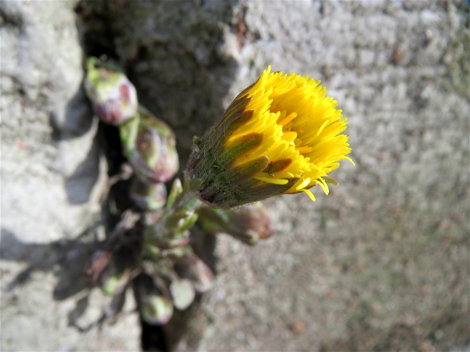 Huflattich (Tussilago farfara) in Saarbrücken