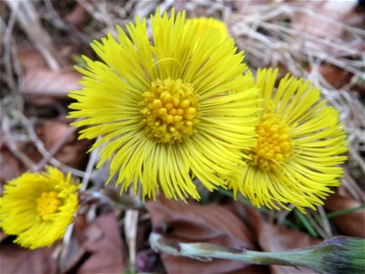 Huflattich (Tussilago farfara) im Schwetzinger Hardt