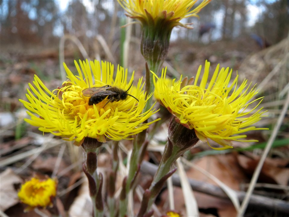 Huflattich (Tussilago farfara) im Schwetzinger Hardt