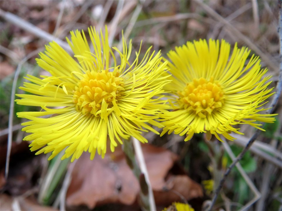 Huflattich (Tussilago farfara) im Schwetzinger Hardt