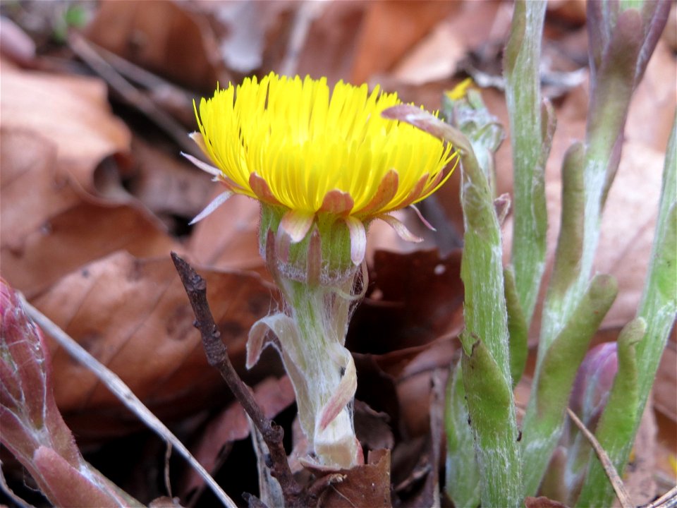 Huflattich (Tussilago farfara) im Schwetzinger Hardt