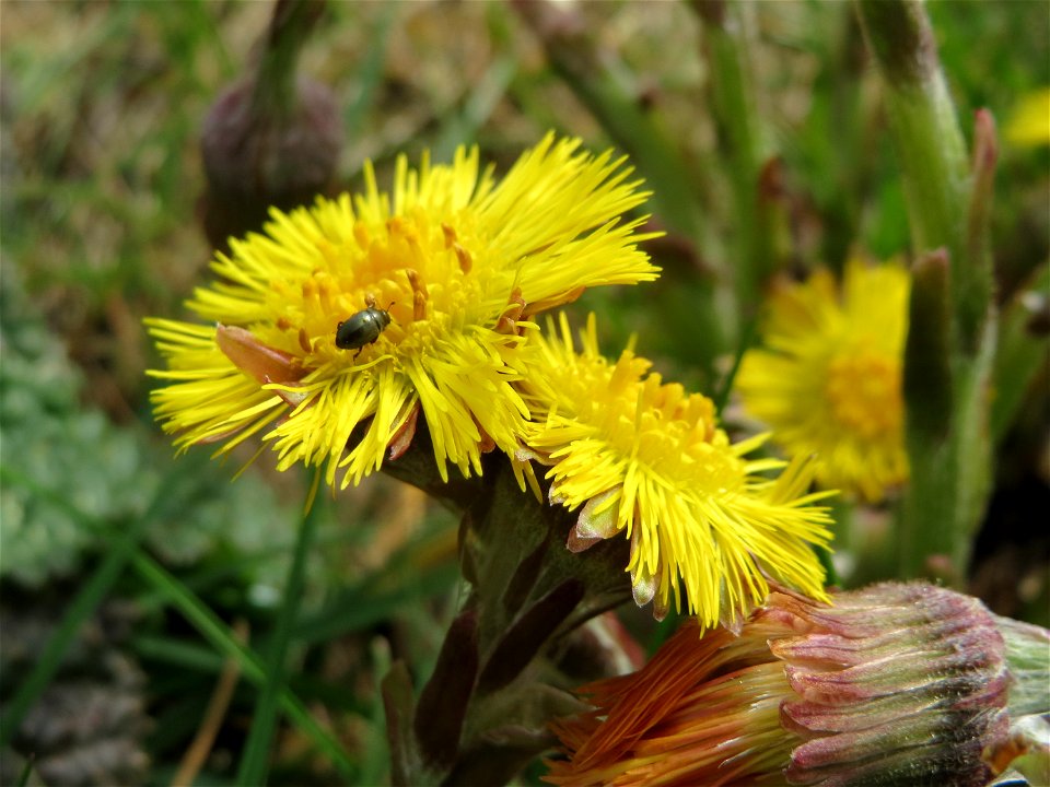 Huflattich (Tussilago farfara) im Naturschutzgebiet "St. Arnualer Wiesen"