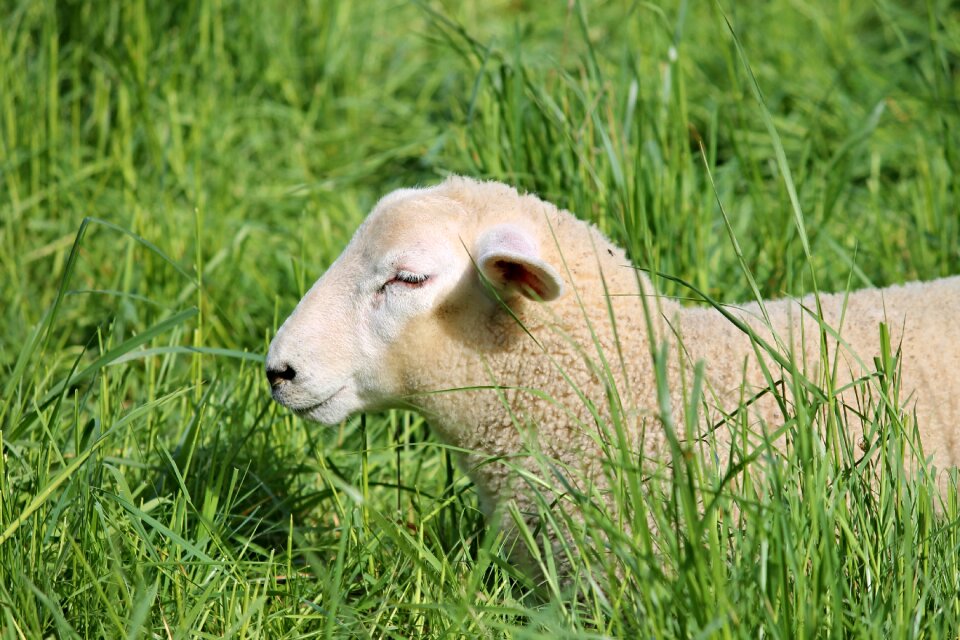 Wool juvenile young
