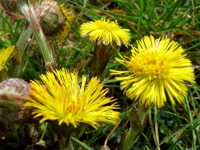 Huflattich (Tussilago farfara) im Naturschutzgebiet "St. Arnualer Wiesen"