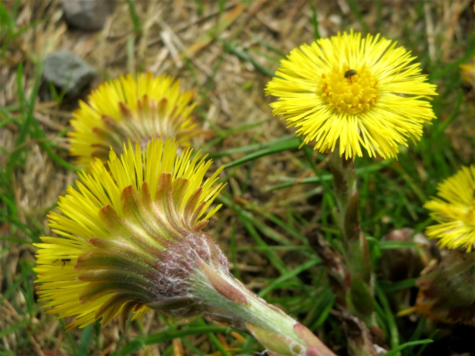 Huflattich (Tussilago farfara) im Naturschutzgebiet "St. Arnualer Wiesen"