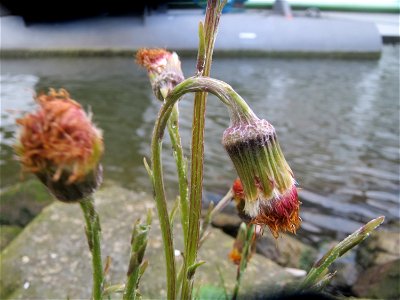 Huflattich (Tussilago farfara) in Heidelberg