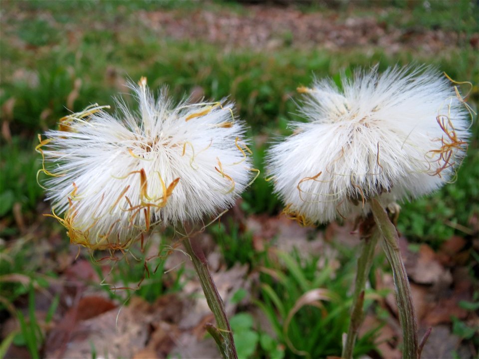 Huflattich (Tussilago farfara) im Brettwald (Malscher Aue)