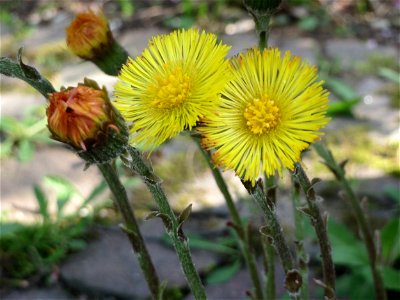 Huflattich (Tussilago farfara) in Heidelberg