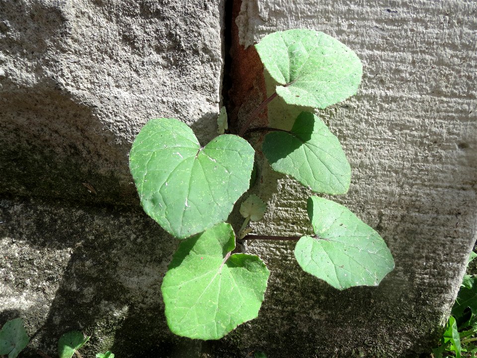 Huflattich (Tussilago farfara) in Saarbrücken