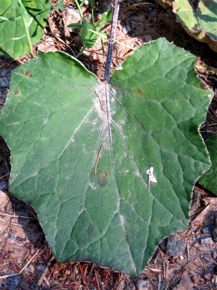 Huflattich (Tussilago farfara) am Karlsplatzweg bei Klingenmünster