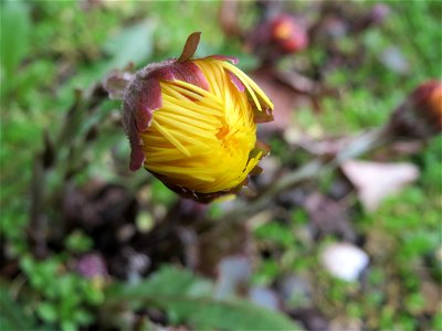 Huflattich (Tussilago farfara) an der Mainzer Straße in Saarbrücken