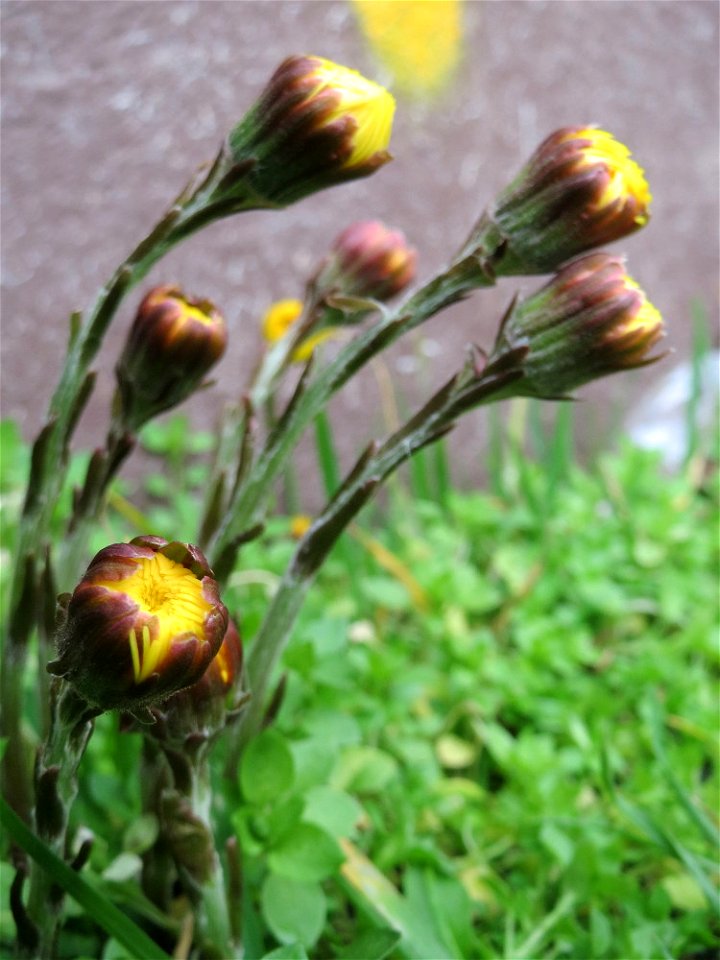Huflattich (Tussilago farfara) an der Mainzer Straße in Saarbrücken