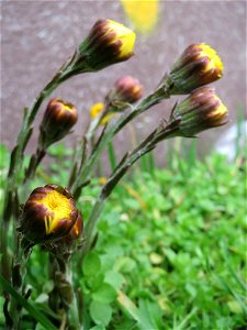 Huflattich (Tussilago farfara) an der Mainzer Straße in Saarbrücken