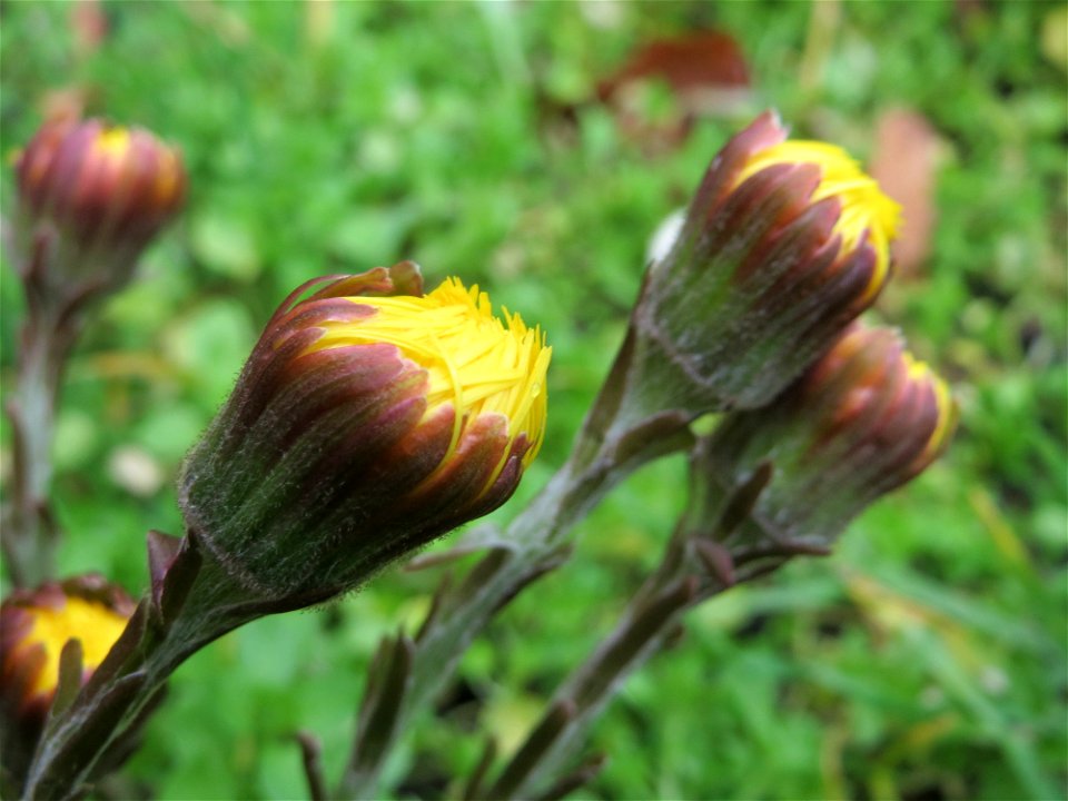 Huflattich (Tussilago farfara) an der Mainzer Straße in Saarbrücken