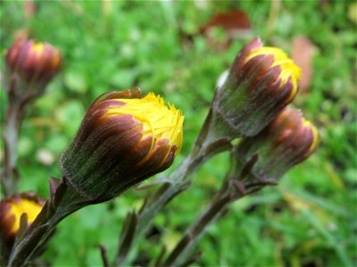 Huflattich (Tussilago farfara) an der Mainzer Straße in Saarbrücken