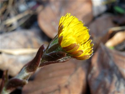 Huflattich (Tussilago farfara) in der Schwetzinger Hardt